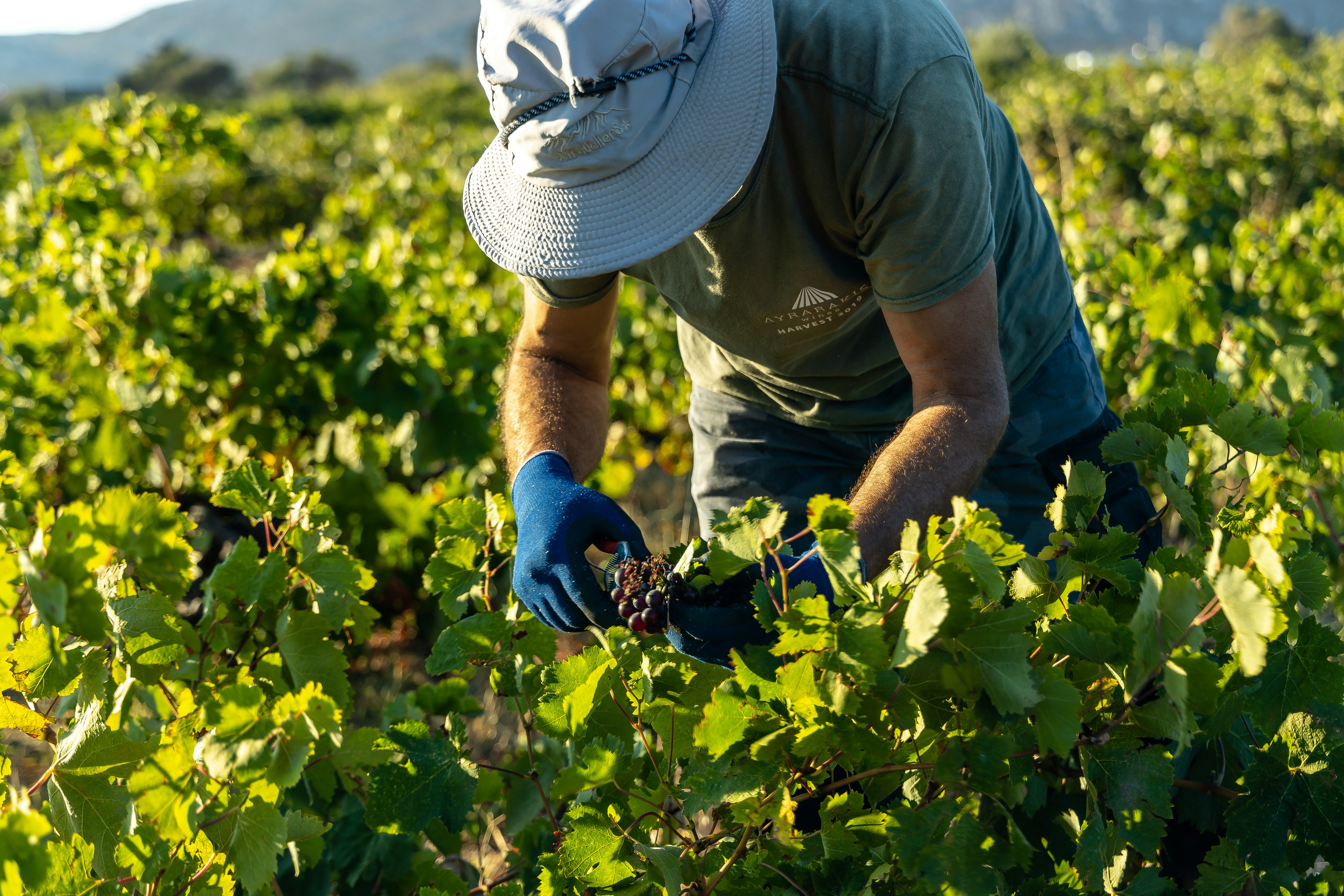 What to Do If You're Injured While Working On a Farm 2 img