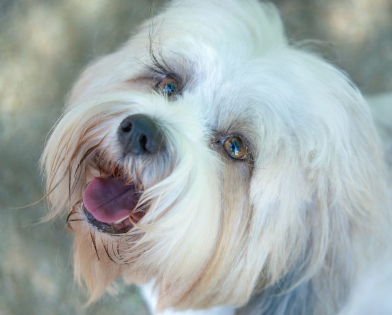a dog with its tongue out