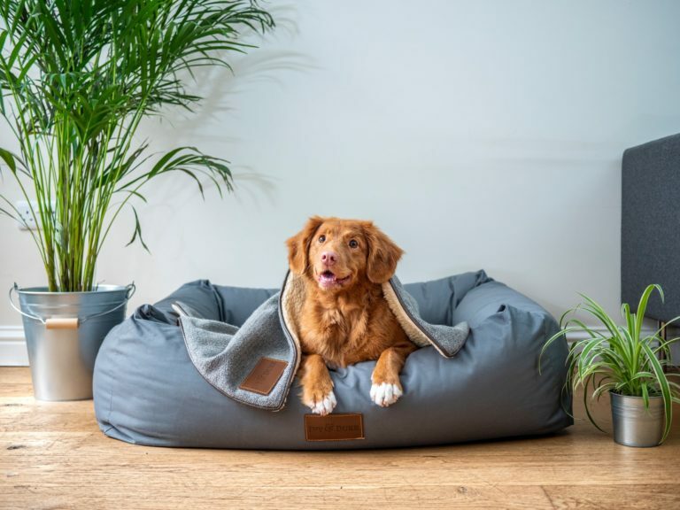 a dog lying on a dog bed